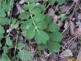 Chelidonium majus. Листья. Украина, г. Николаев, Заводской р-н, парк \"Лески\". 22.12.2017.