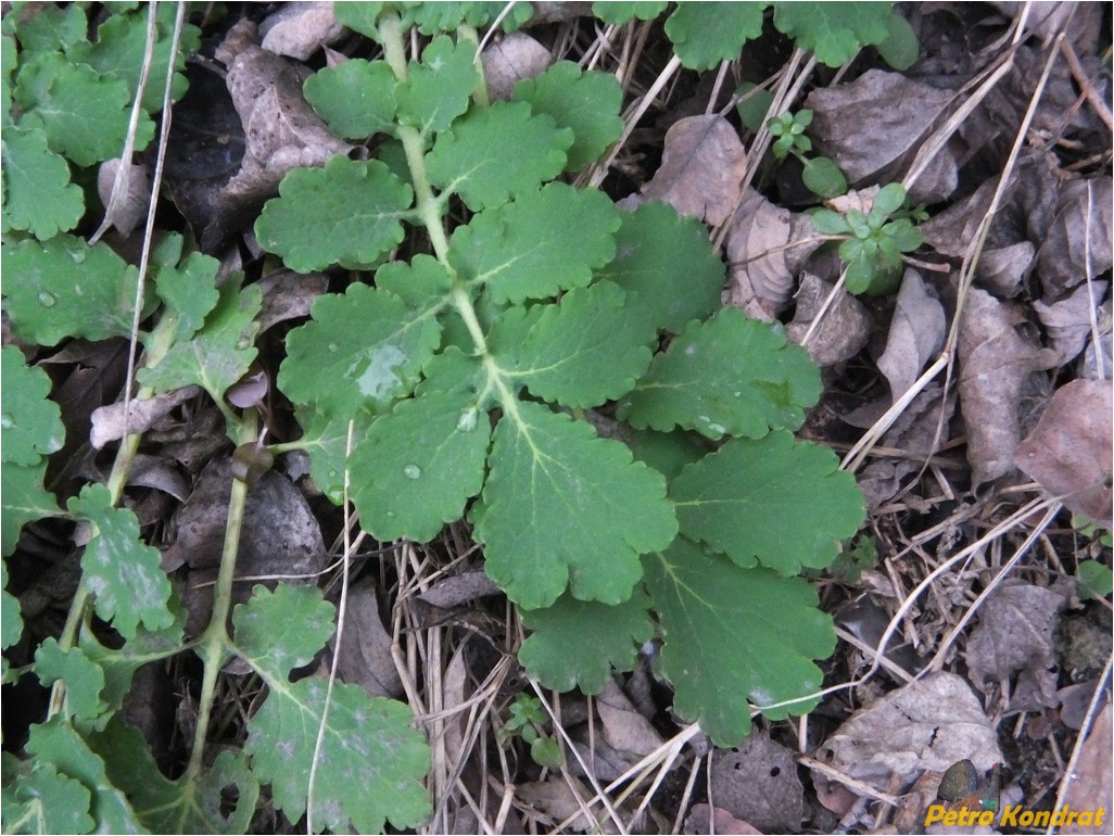 Изображение особи Chelidonium majus.