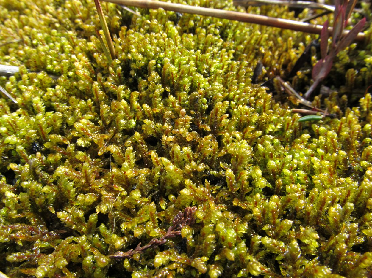 Image of Pleurozium schreberi specimen.