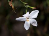 Jasminum polyanthum