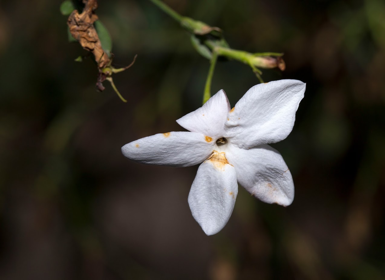 Image of Jasminum polyanthum specimen.