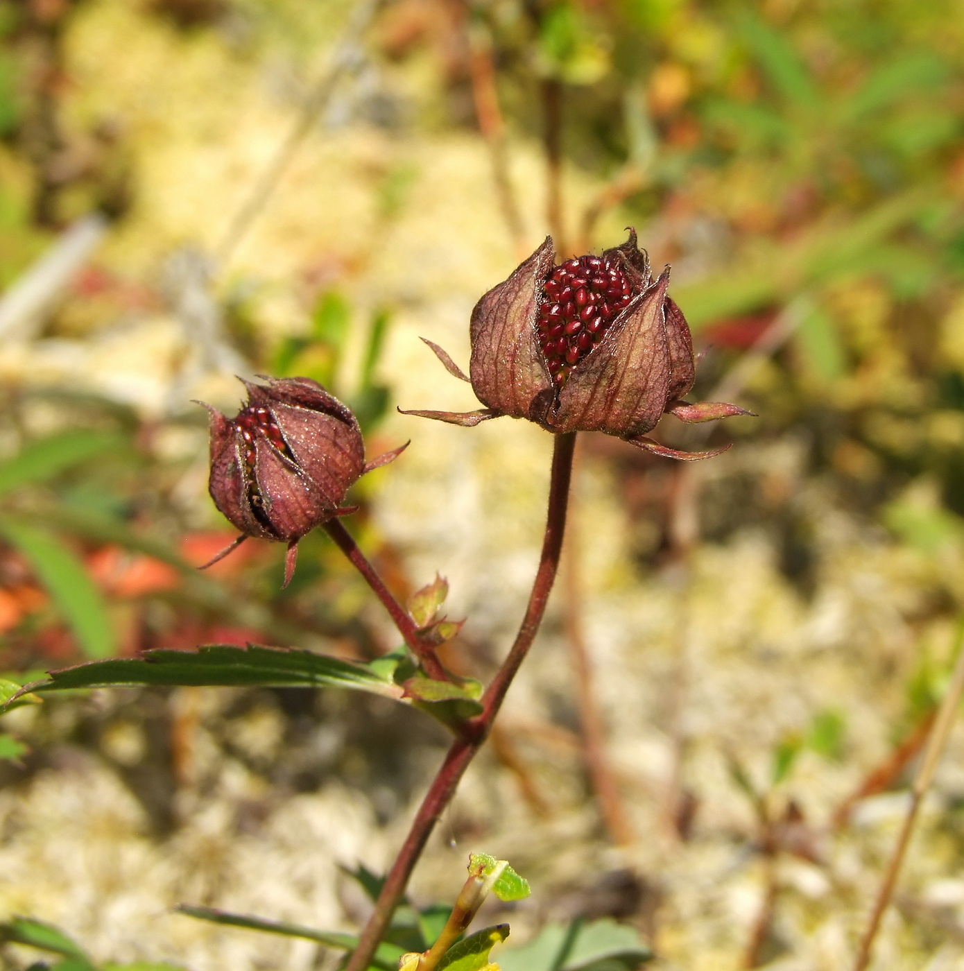 Image of Comarum palustre specimen.
