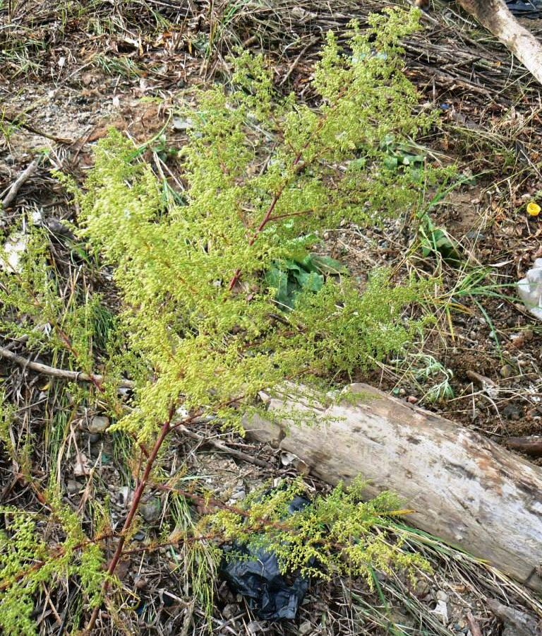 Image of Artemisia scoparia specimen.