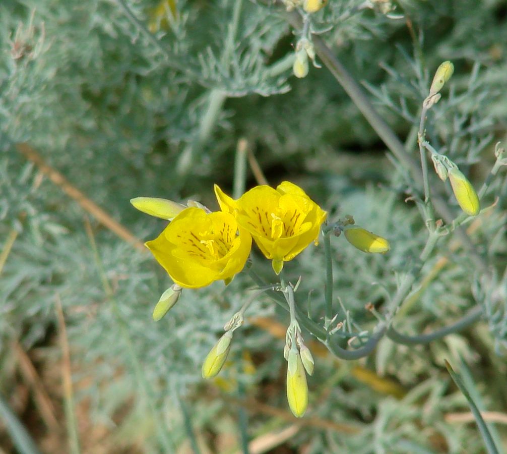 Image of Hypecoum erectum specimen.