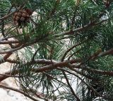 Pinus sylvestris subspecies hamata. Ветви с раскрывшимися шишками прошлого года. Северная Осетия, Куртатинское ущелье. 06.05.2010.