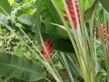 Heliconia caribaea. Части побегов с соцветиями. Австралия, северо-восточный Квинсленд, национальный парк Дейнтри, территория туристического лагеря. Конец сухого сезона (сезон gurreng). 04.10.2009.