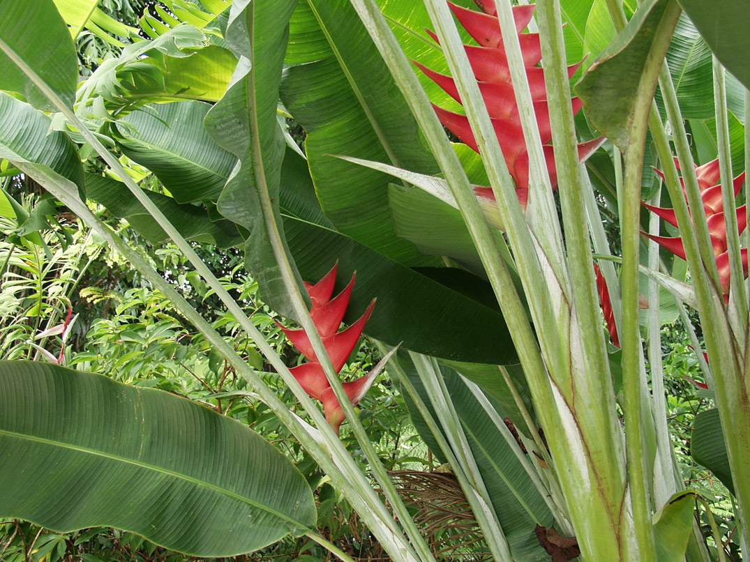 Изображение особи Heliconia caribaea.