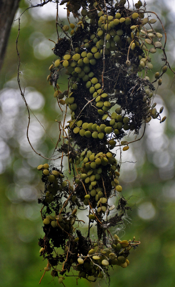 Image of Dischidia nummularia specimen.