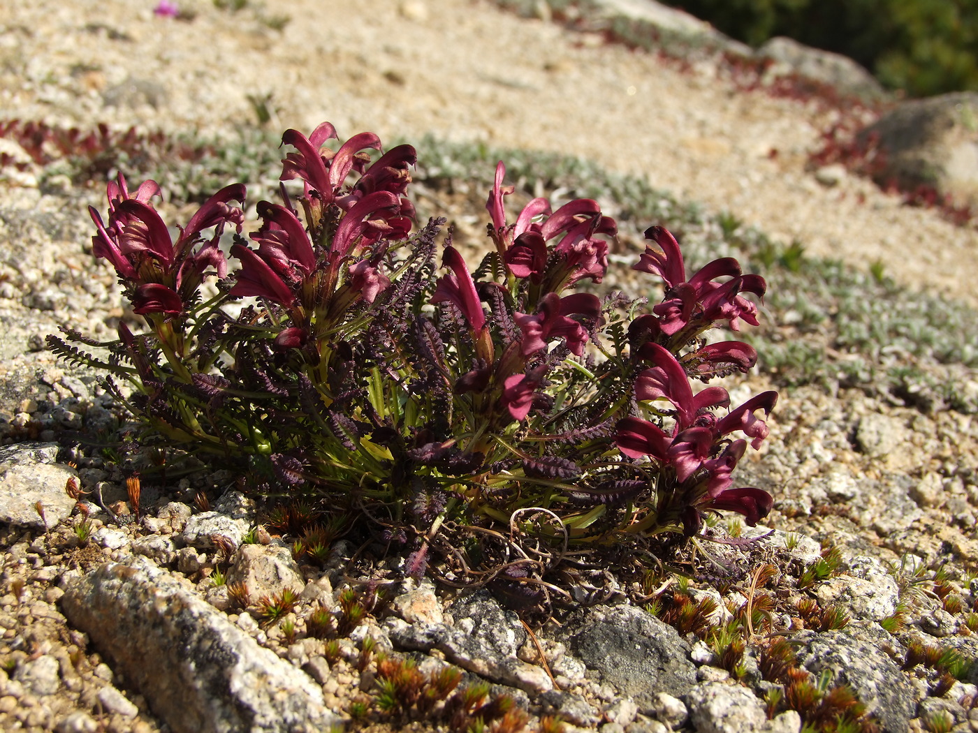 Изображение особи Pedicularis ochotensis.