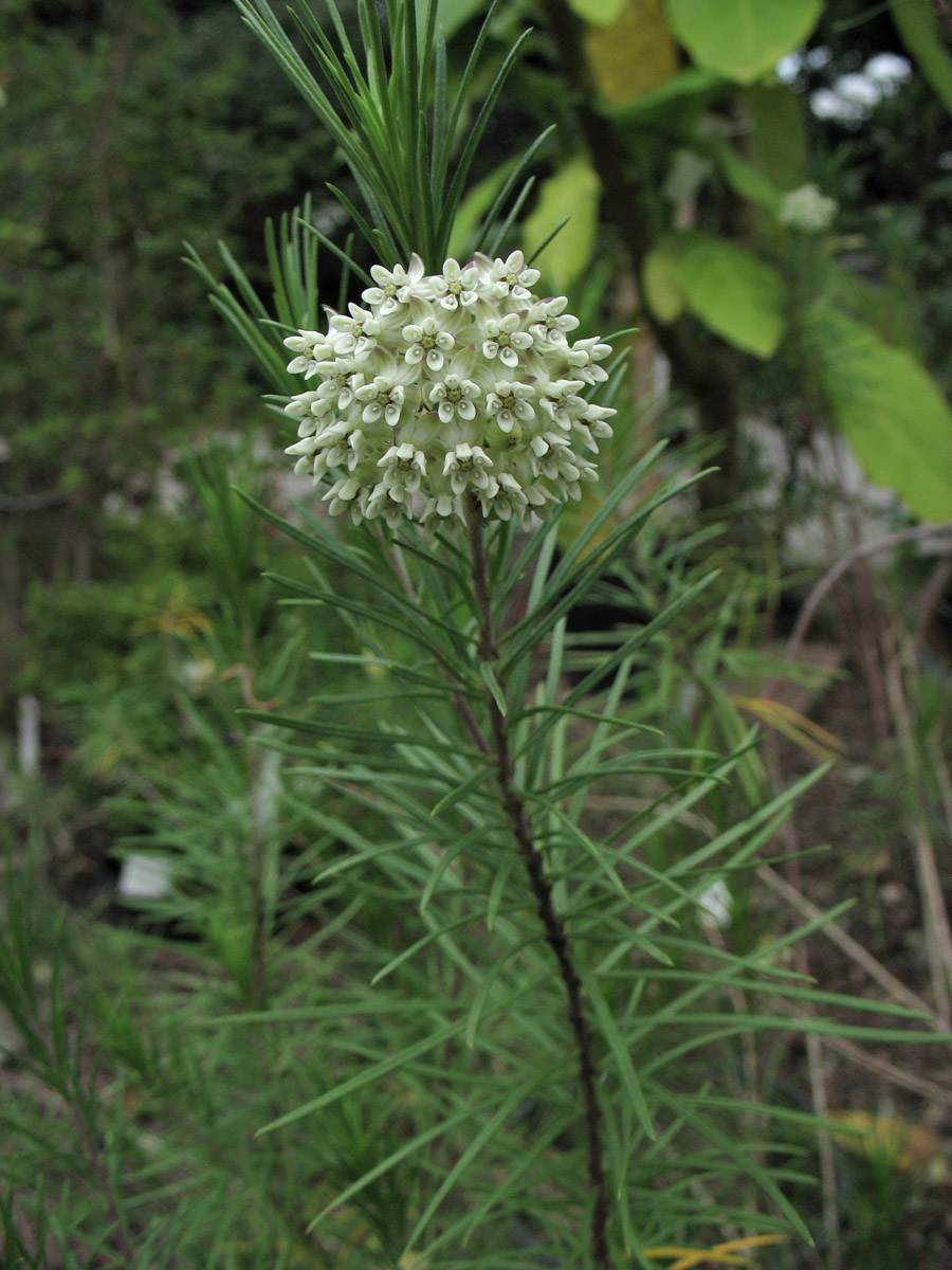 Изображение особи Asclepias linaria.