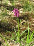 Dactylorhiza подвид georgica