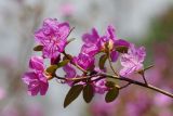 Rhododendron ledebourii. Верхушка побега с цветками и листьями. Санкт-Петербург, ботанический сад БИН РАН, в культуре. 26.04.2018.