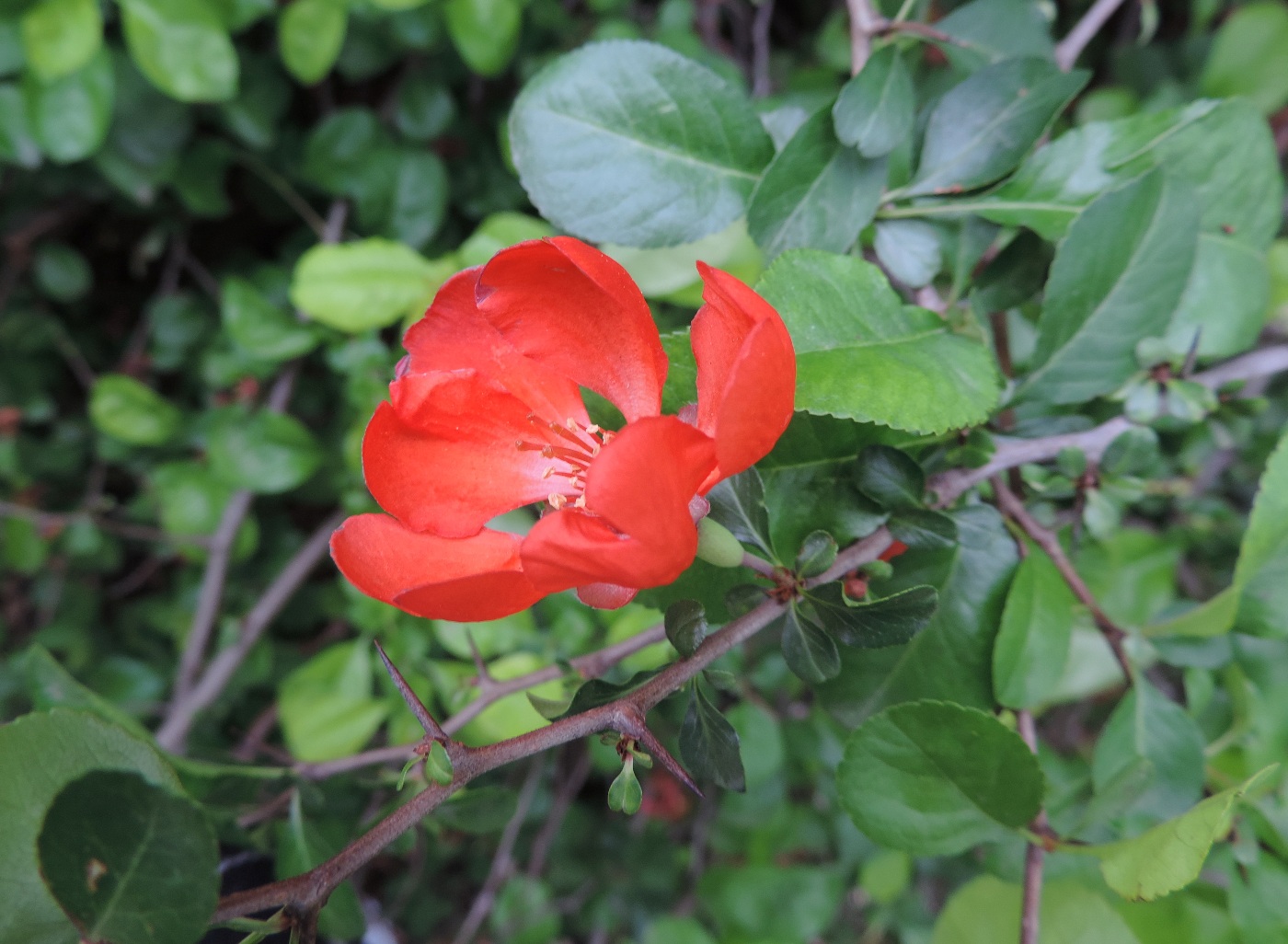 Изображение особи Chaenomeles speciosa.