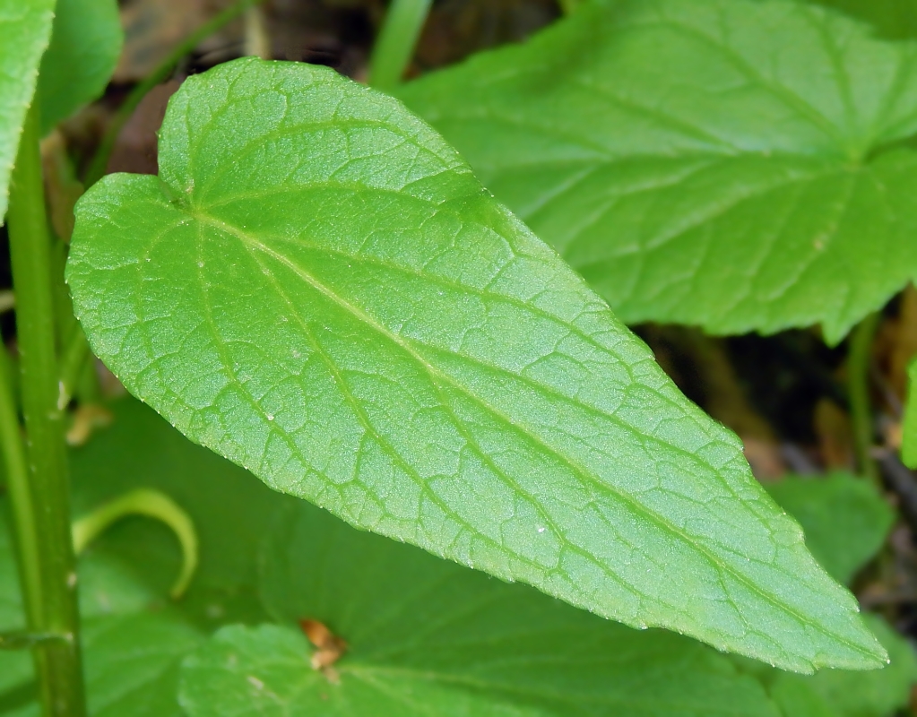 Изображение особи Phyteuma spicatum.