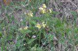 Pedicularis sibthorpii