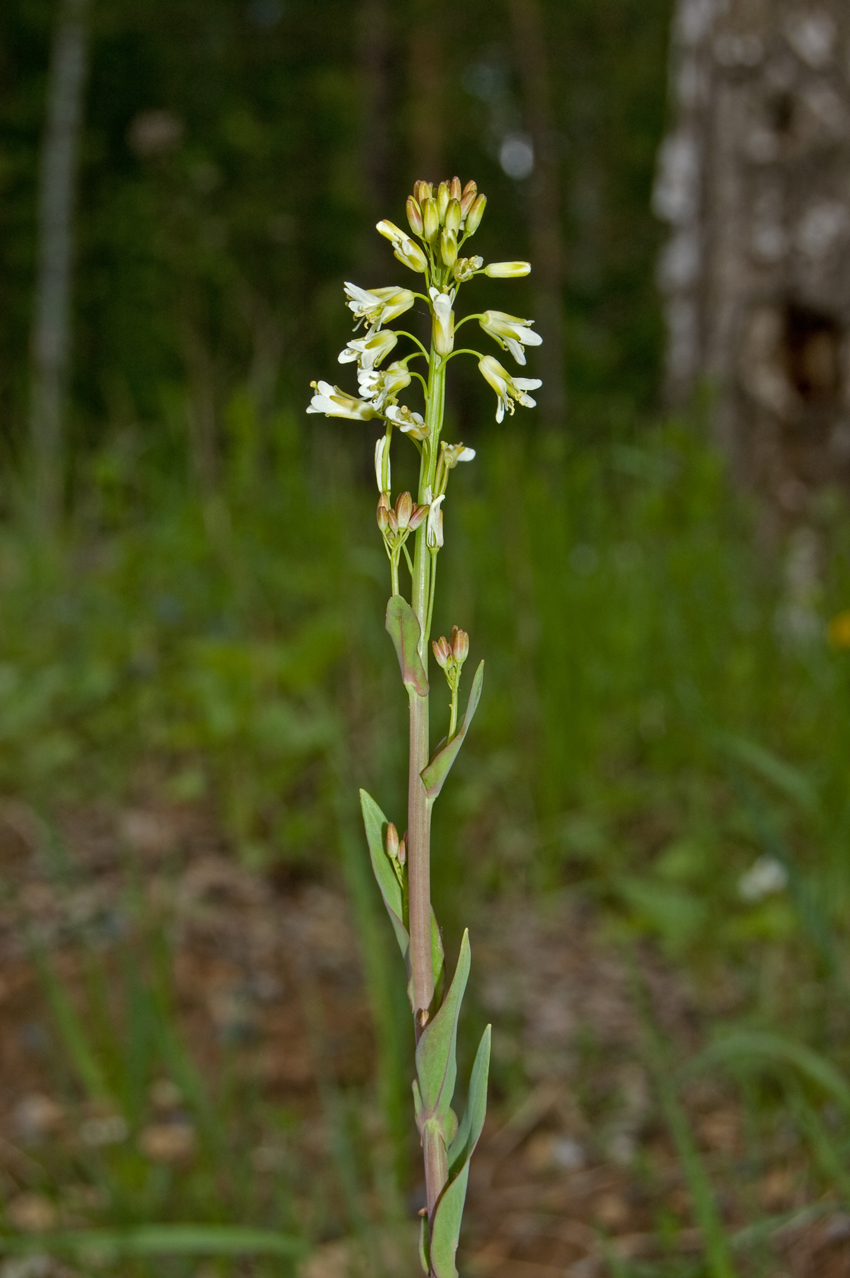 Изображение особи Turritis glabra.