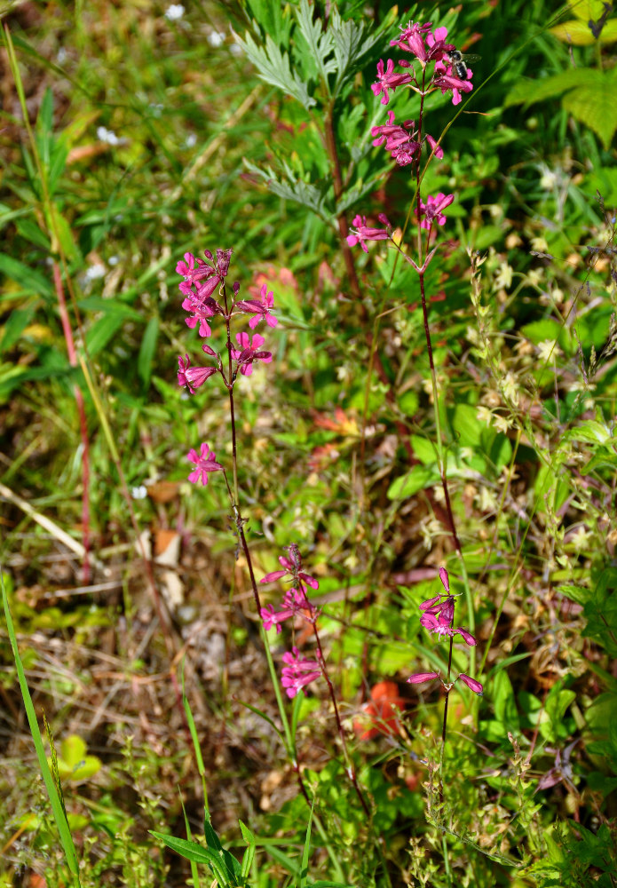 Изображение особи Viscaria vulgaris.