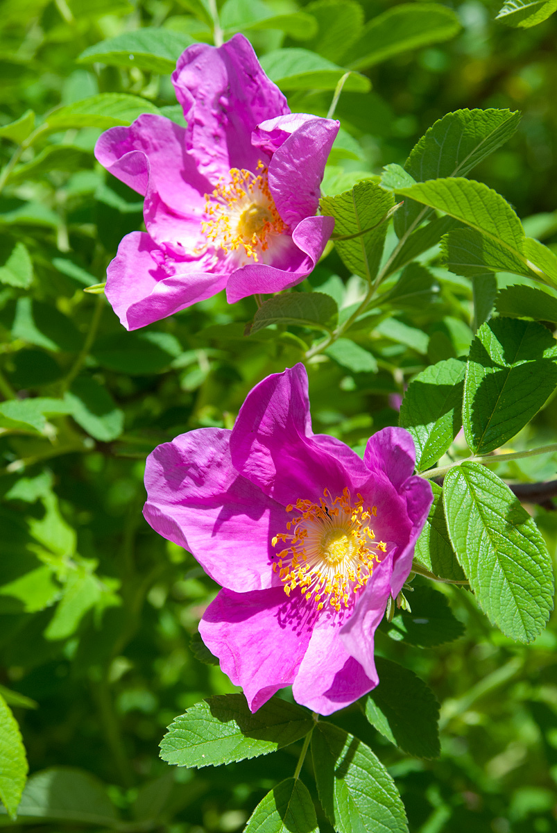 Image of genus Rosa specimen.