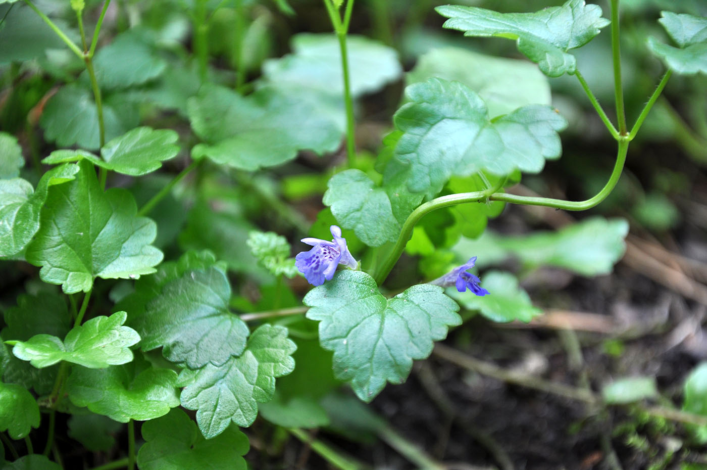 Изображение особи Glechoma hederacea.