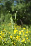 Lathyrus pratensis