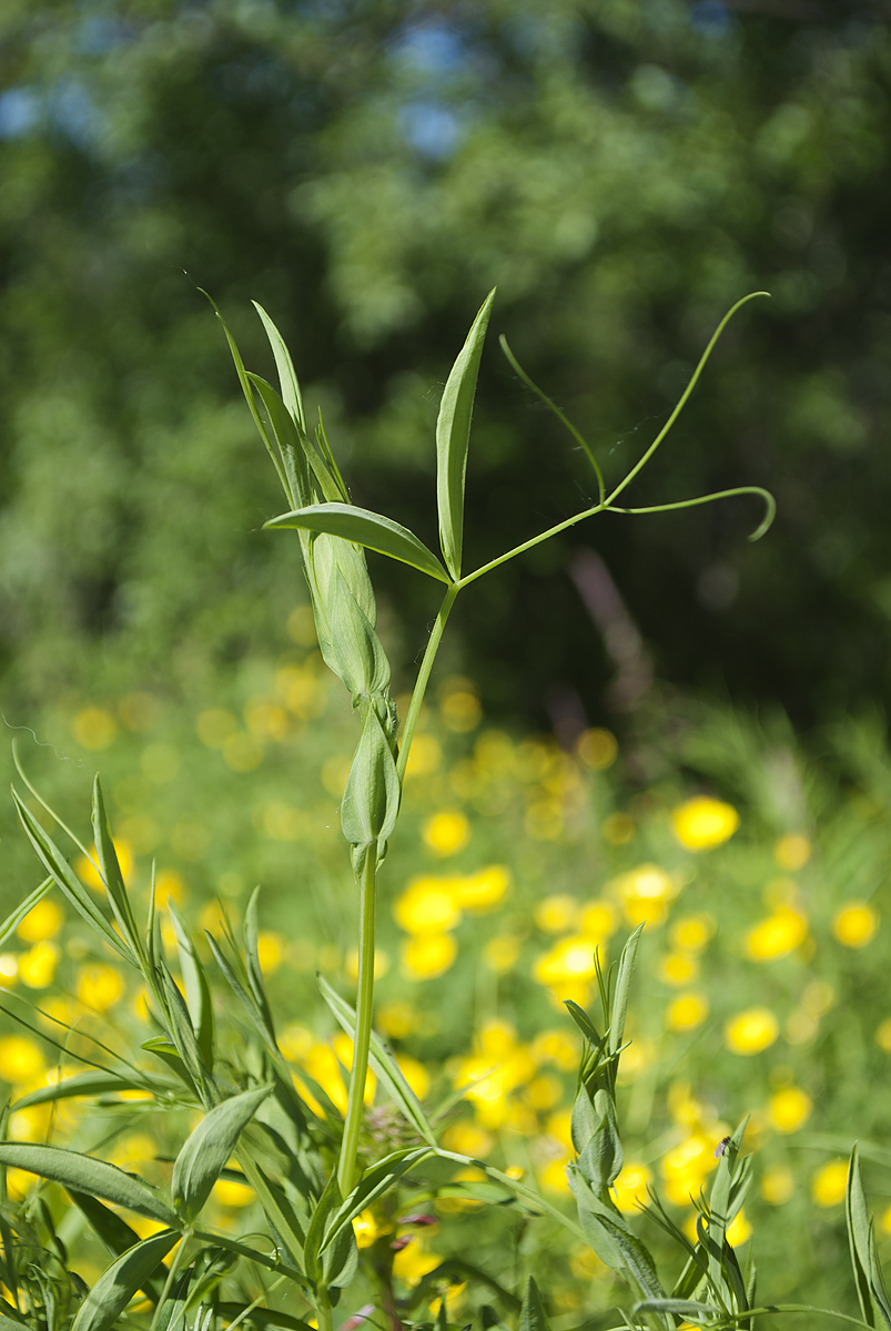 Изображение особи Lathyrus pratensis.