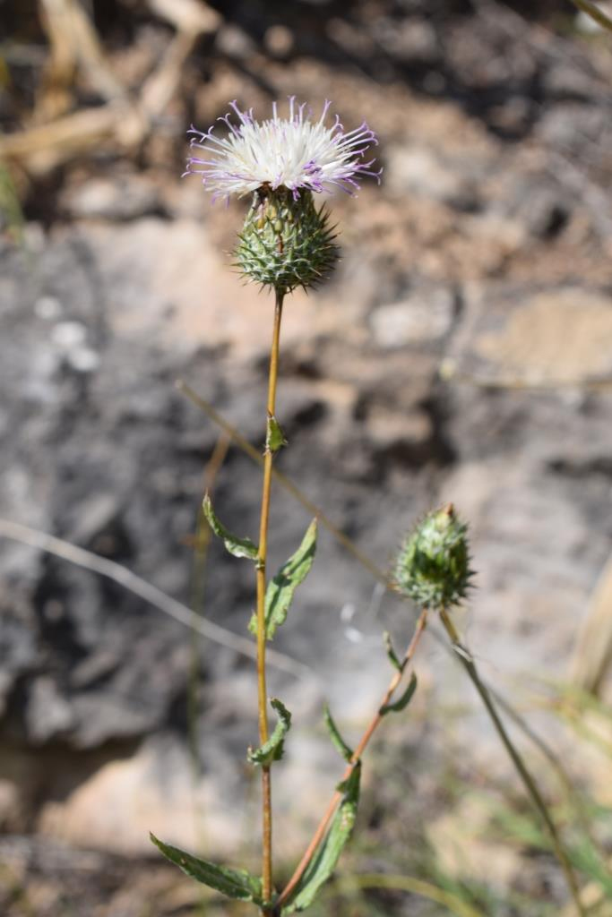 Изображение особи Cousinia margaritae.