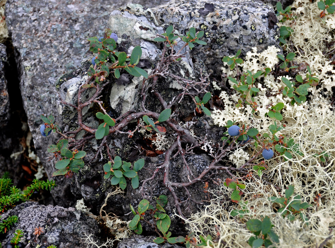 Image of Vaccinium uliginosum ssp. microphyllum specimen.