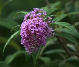 Buddleja davidii. Соцветие. Московская обл., Раменский р-н, окр. дер. Хрипань, садовый участок. 21.08.2018.