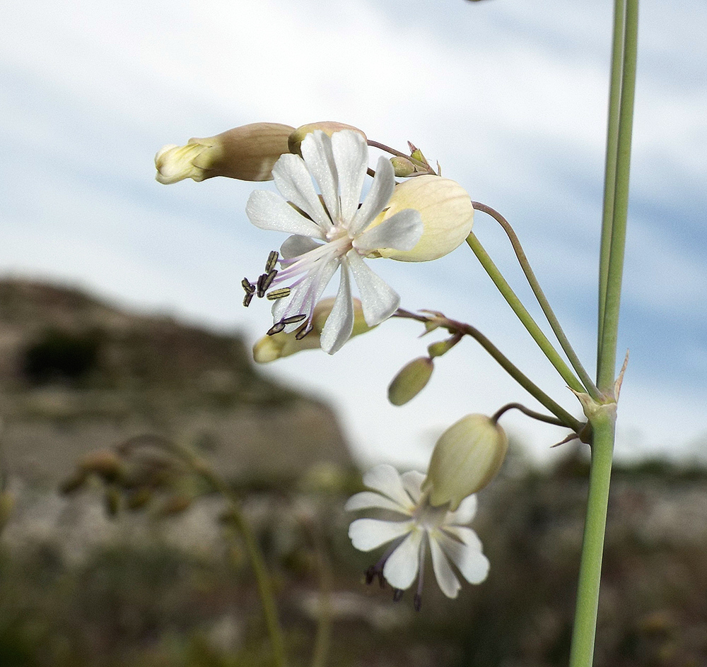 Image of Oberna crispata specimen.