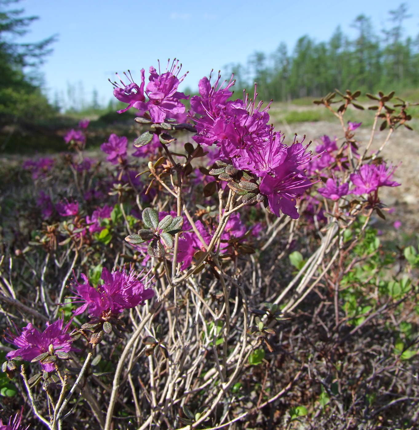 Image of Rhododendron parvifolium specimen.