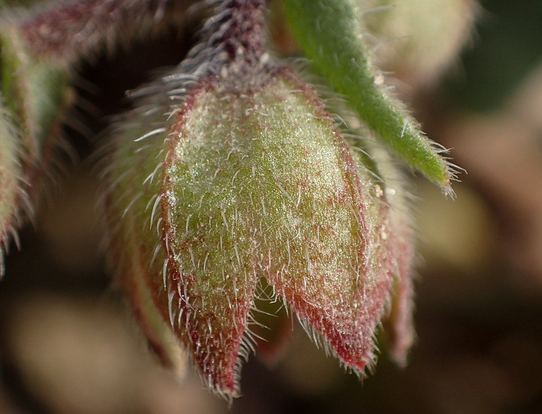 Image of Anchusa hybrida specimen.