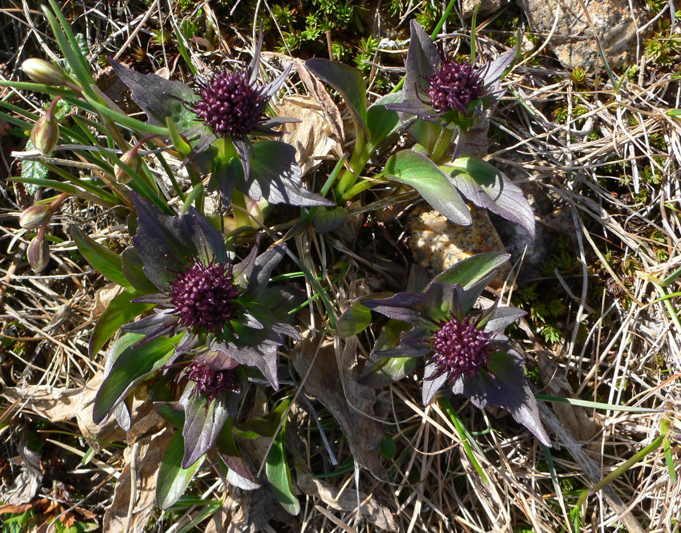 Изображение особи Valeriana capitata.