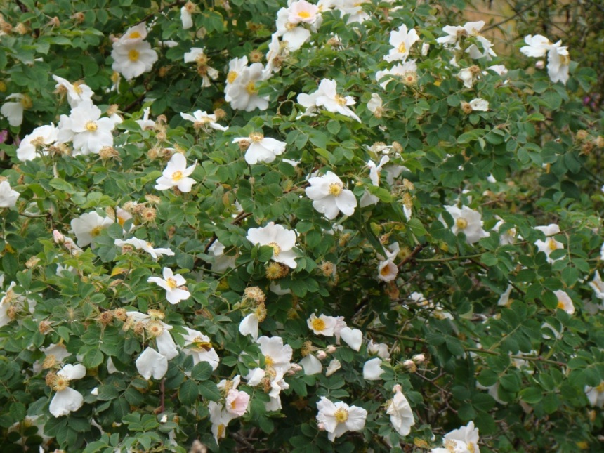 Image of Rosa oxyodon specimen.