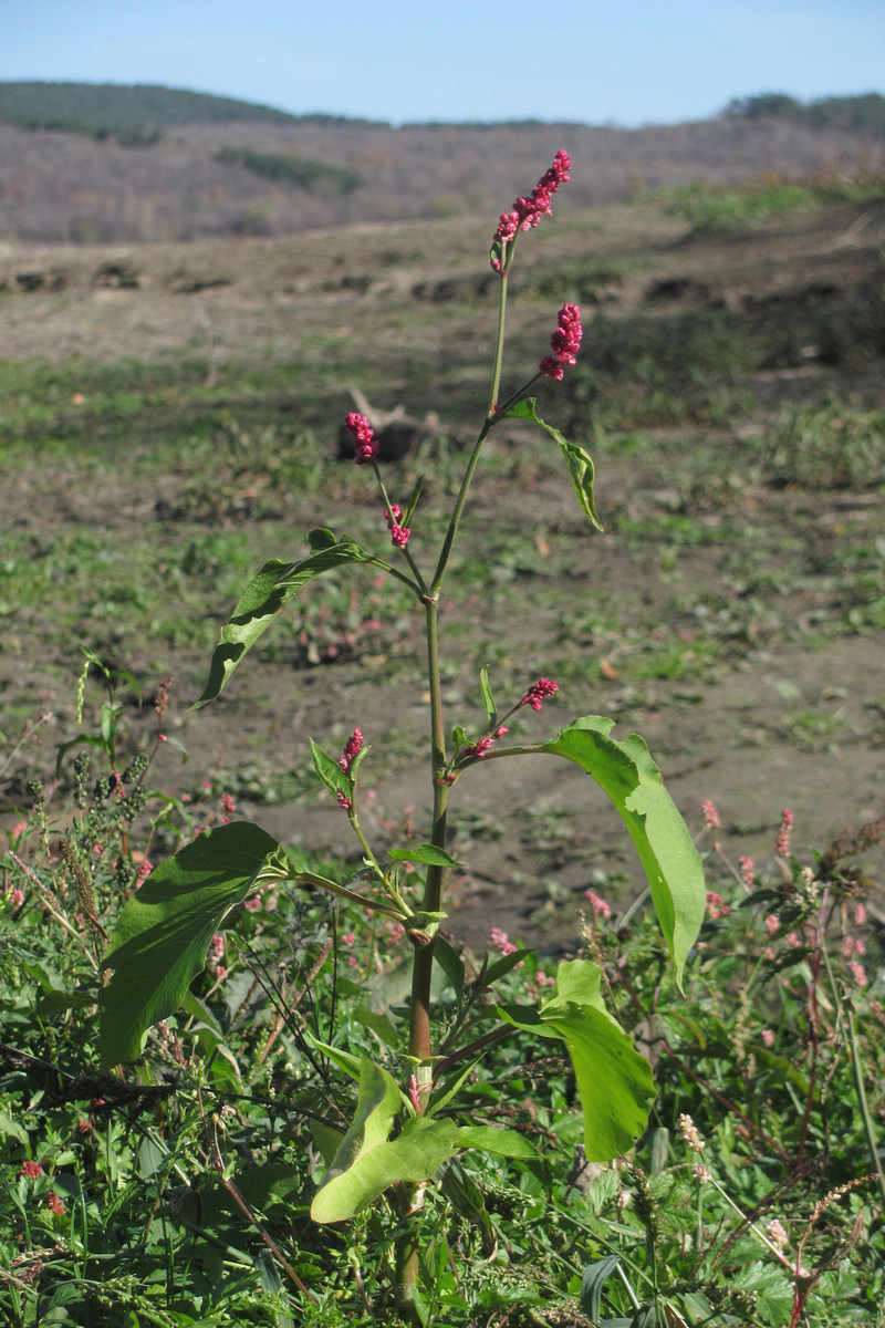 Image of Persicaria orientalis specimen.