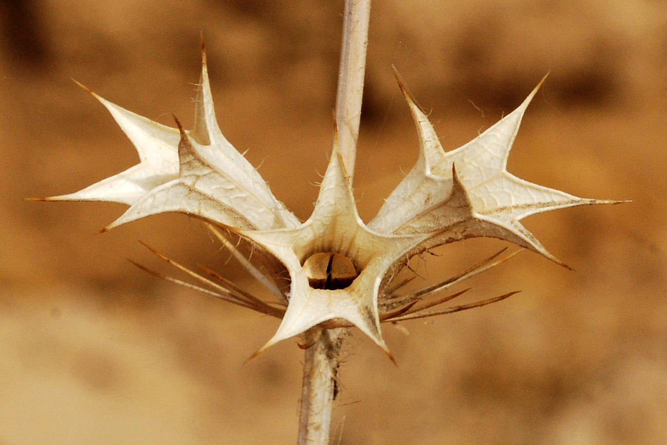 Image of Lagochilus setulosus specimen.