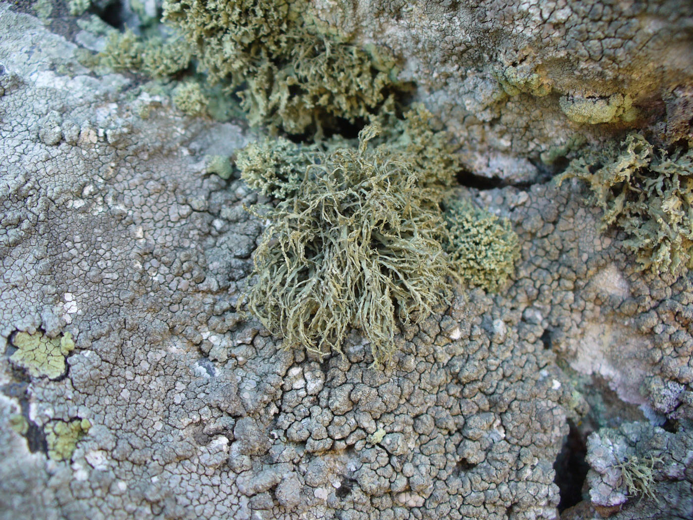 Image of genus Ramalina specimen.