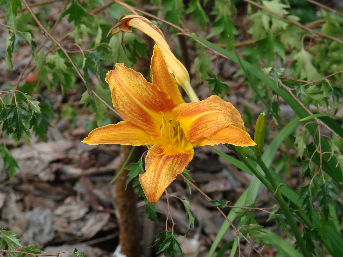 Image of Hemerocallis &times; hybrida specimen.