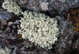 Flavocetraria nivalis. Талломы. Мурманская обл., Хибины, перевал Северный Рисчорр, ≈ 900 м н.у.м., каменистый склон. 06.08.2018.