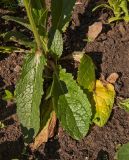 Verbascum phoeniceum