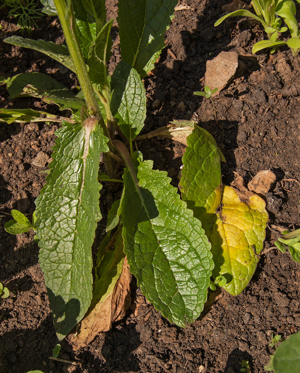 Image of Verbascum phoeniceum specimen.