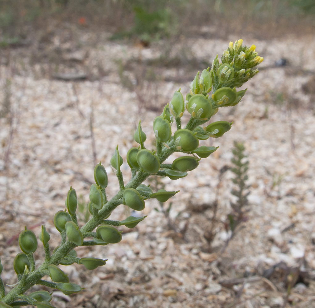 Изображение особи Alyssum turkestanicum var. desertorum.