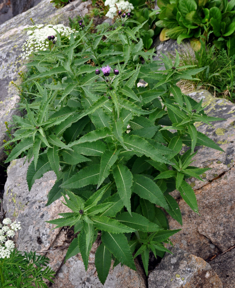 Изображение особи Cirsium helenioides.