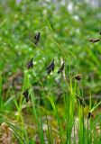 Carex aterrima