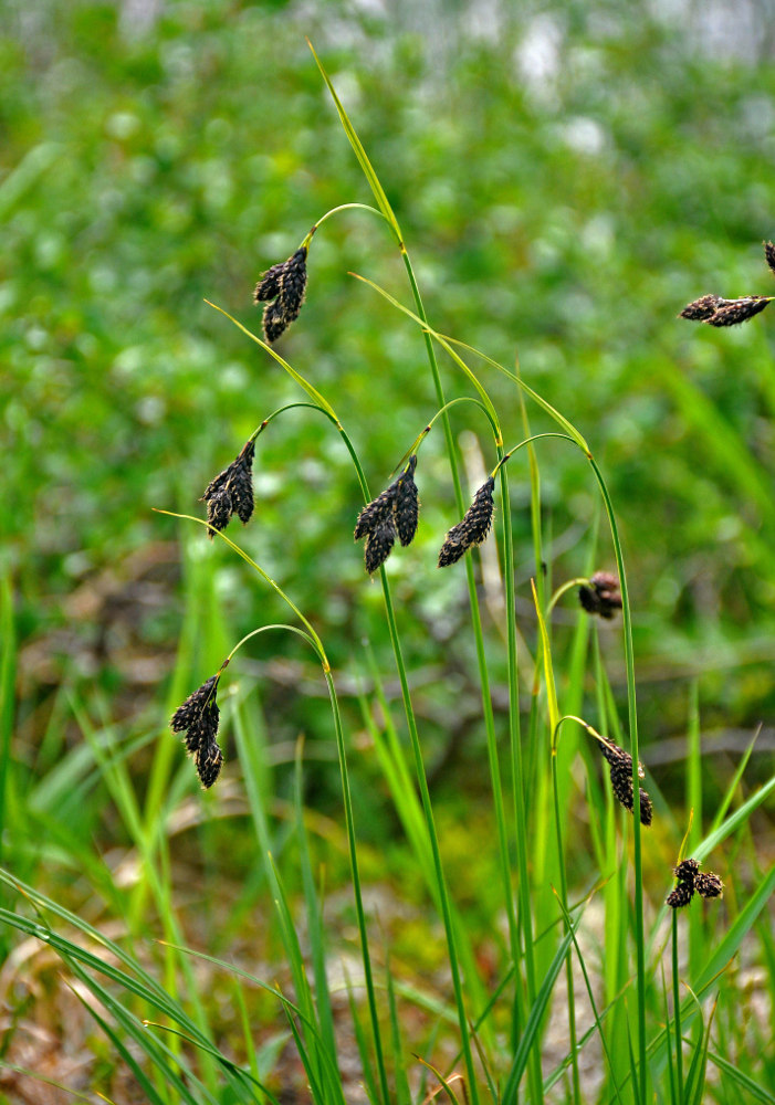 Изображение особи Carex aterrima.