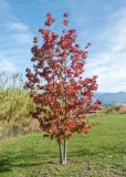 Liquidambar styraciflua. Молодое растение с листьями в осенней окраске. Черноморское побережье Кавказа, м/о город-курорт Сочи, Адлерский р-н, Природный орнитологический парк в Имеретинской низменности, кластер №7, в культуре. 30.10.2018.