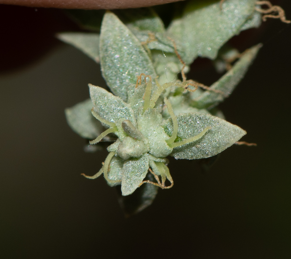 Image of Atriplex nummularia specimen.