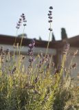 Lavandula angustifolia. Верхушки побегов отцветающих растений. Черноморское побережье Кавказа, м/о город-курорт Сочи, Адлерский р-н, в культуре на клумбе. 29.10.2018.