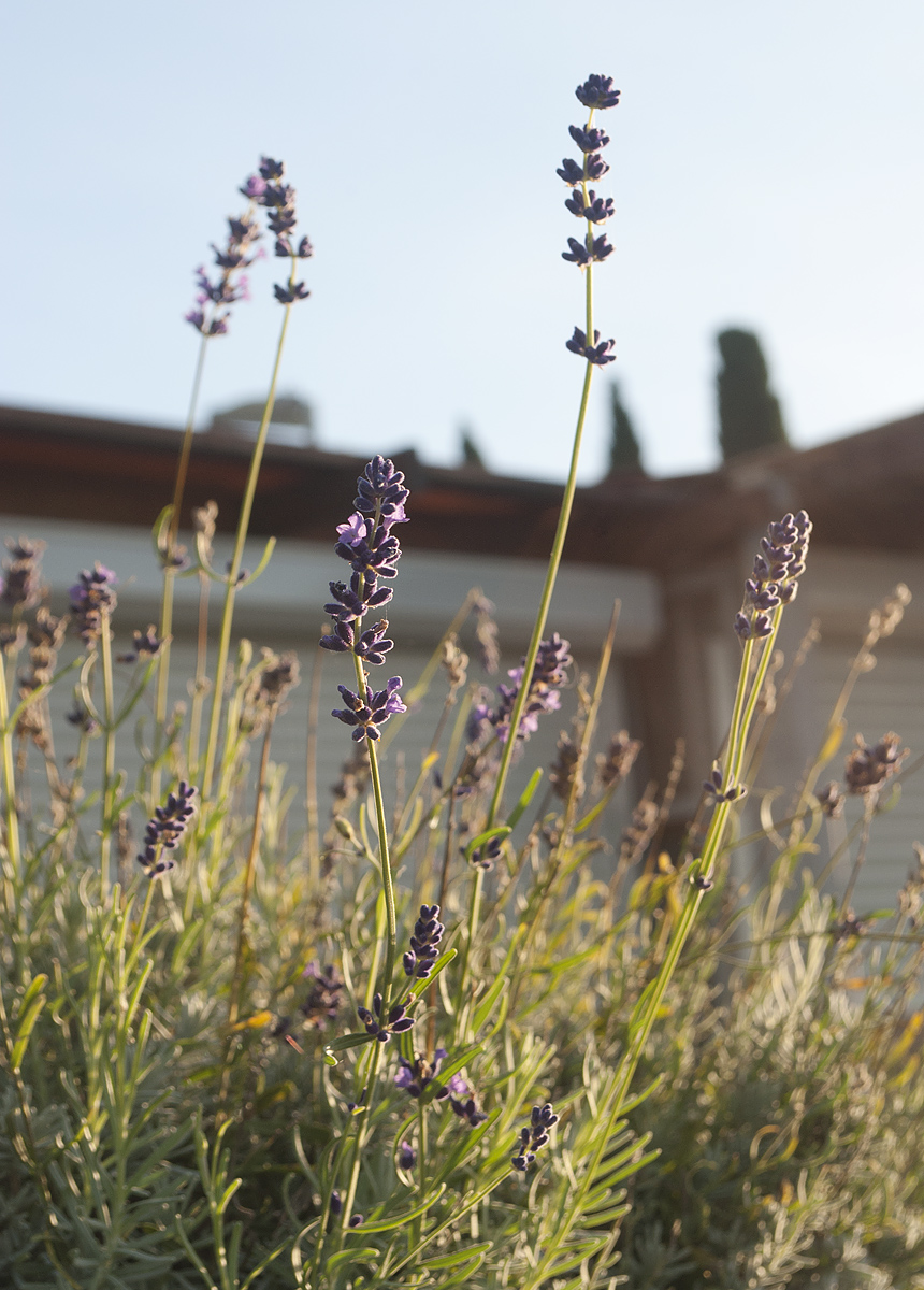 Изображение особи Lavandula angustifolia.