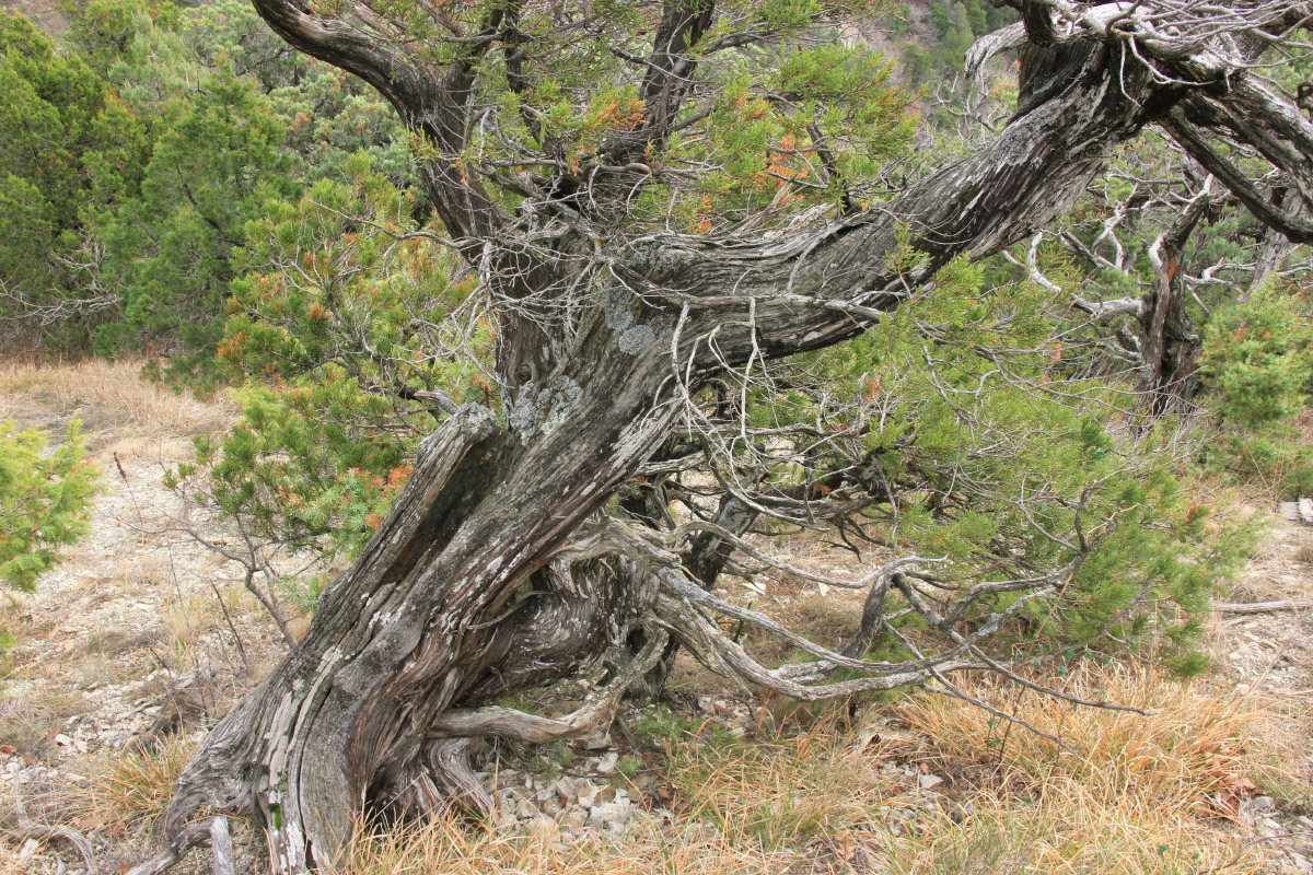 Image of Juniperus foetidissima specimen.