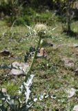 Cirsium cephalotes